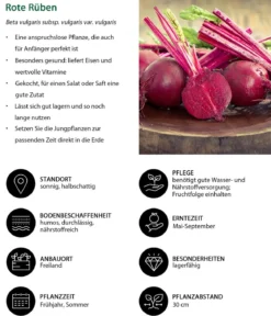 Rote Bete, Rote Rüben, 12er Schale