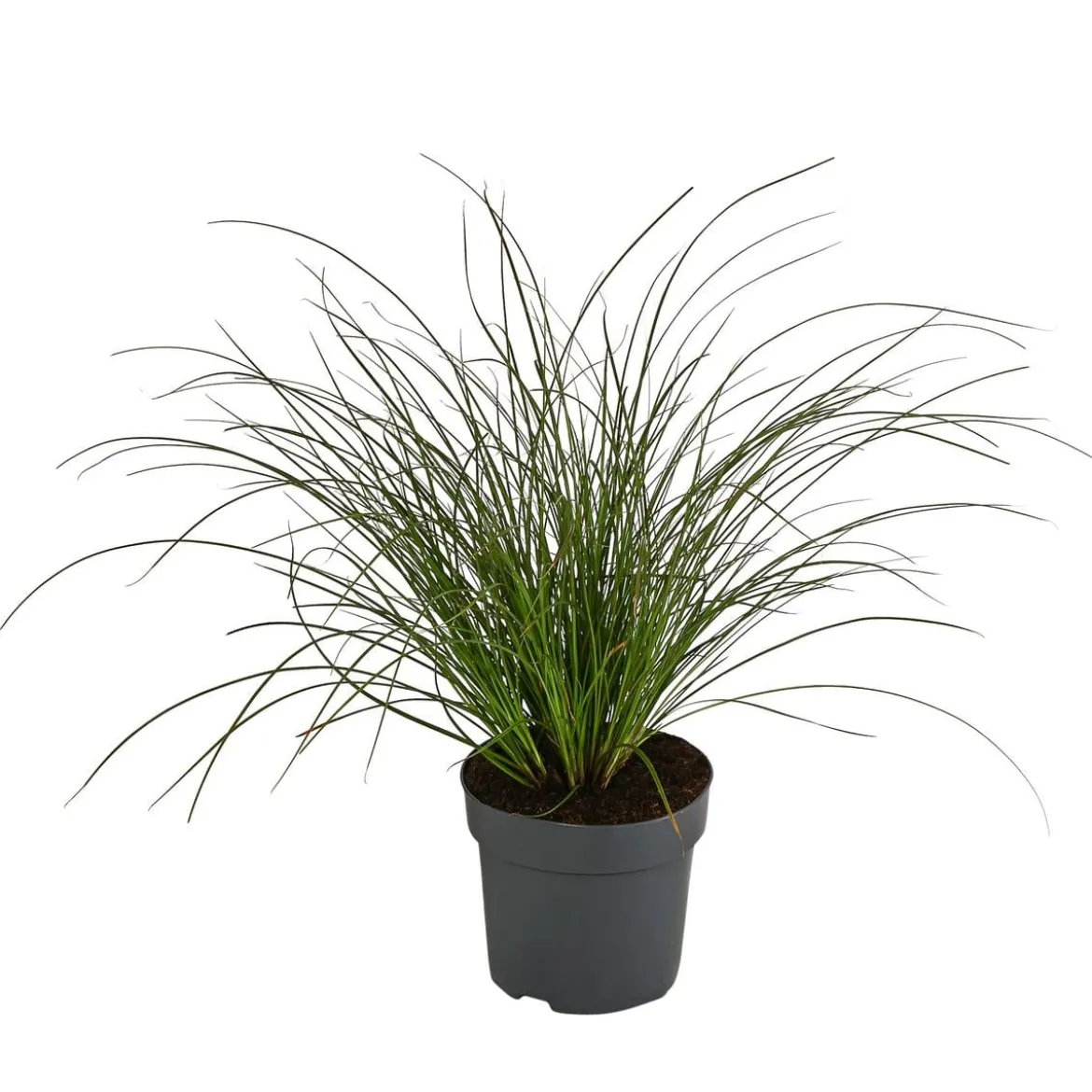 Rote Garten-Segge 'Prairie Fire'