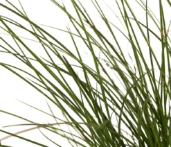 Rote Garten-Segge 'Prairie Fire'