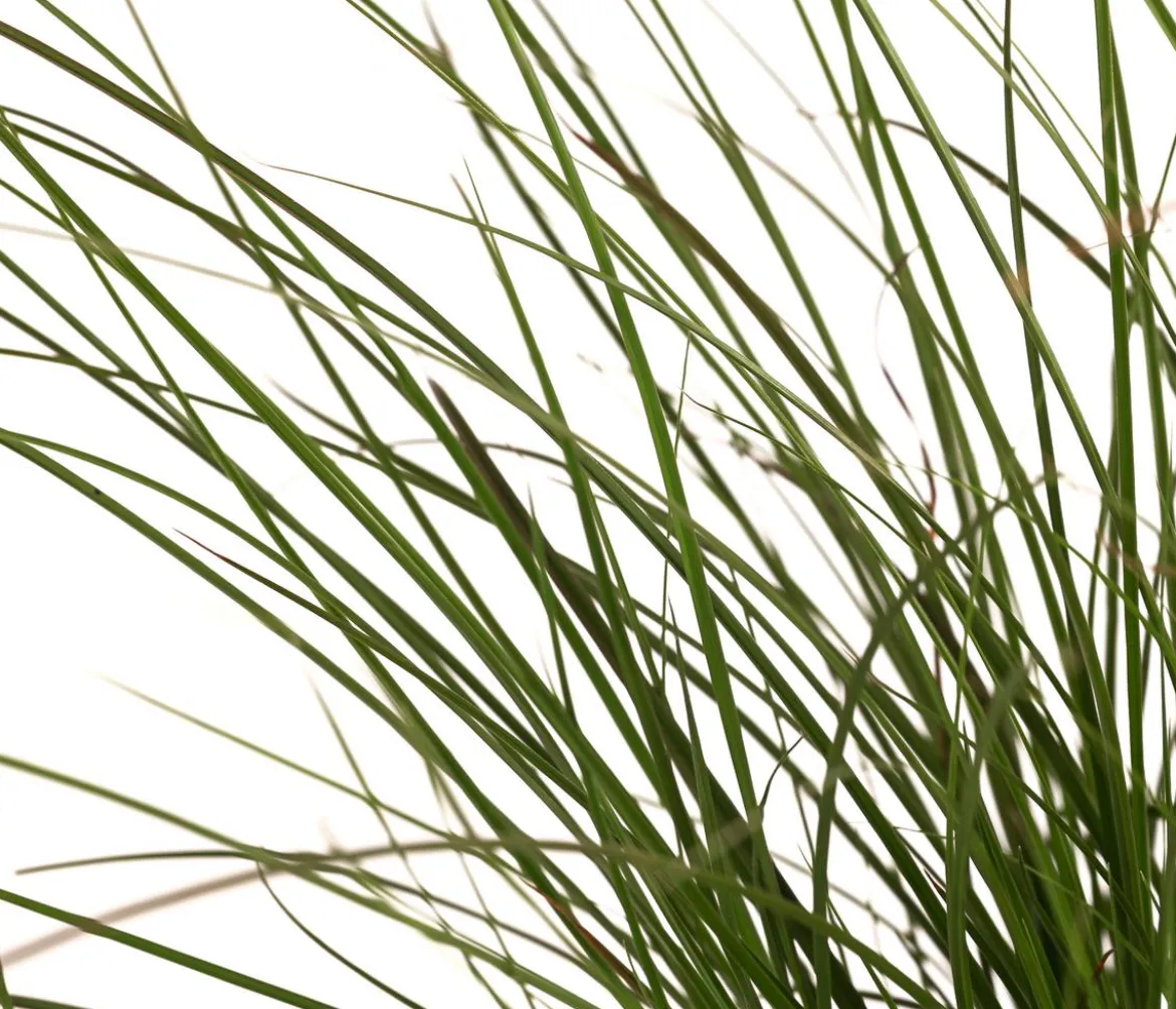 Rote Garten-Segge 'Prairie Fire'
