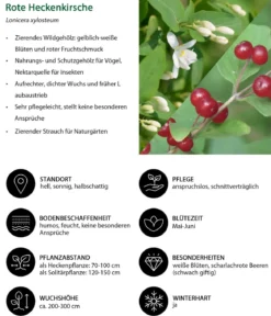 Rote Heckenkirsche