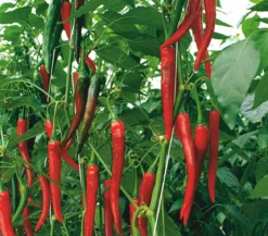 Rote Peperoni, scharf