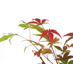 Roter Fächerahorn 'Atropurpureum'