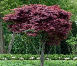 Roter Fächerahorn 'Atropurpureum'