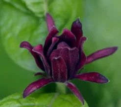 Roter Gewürzstrauch