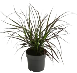 Rotes Lampenputzergras 'Summer Samba'