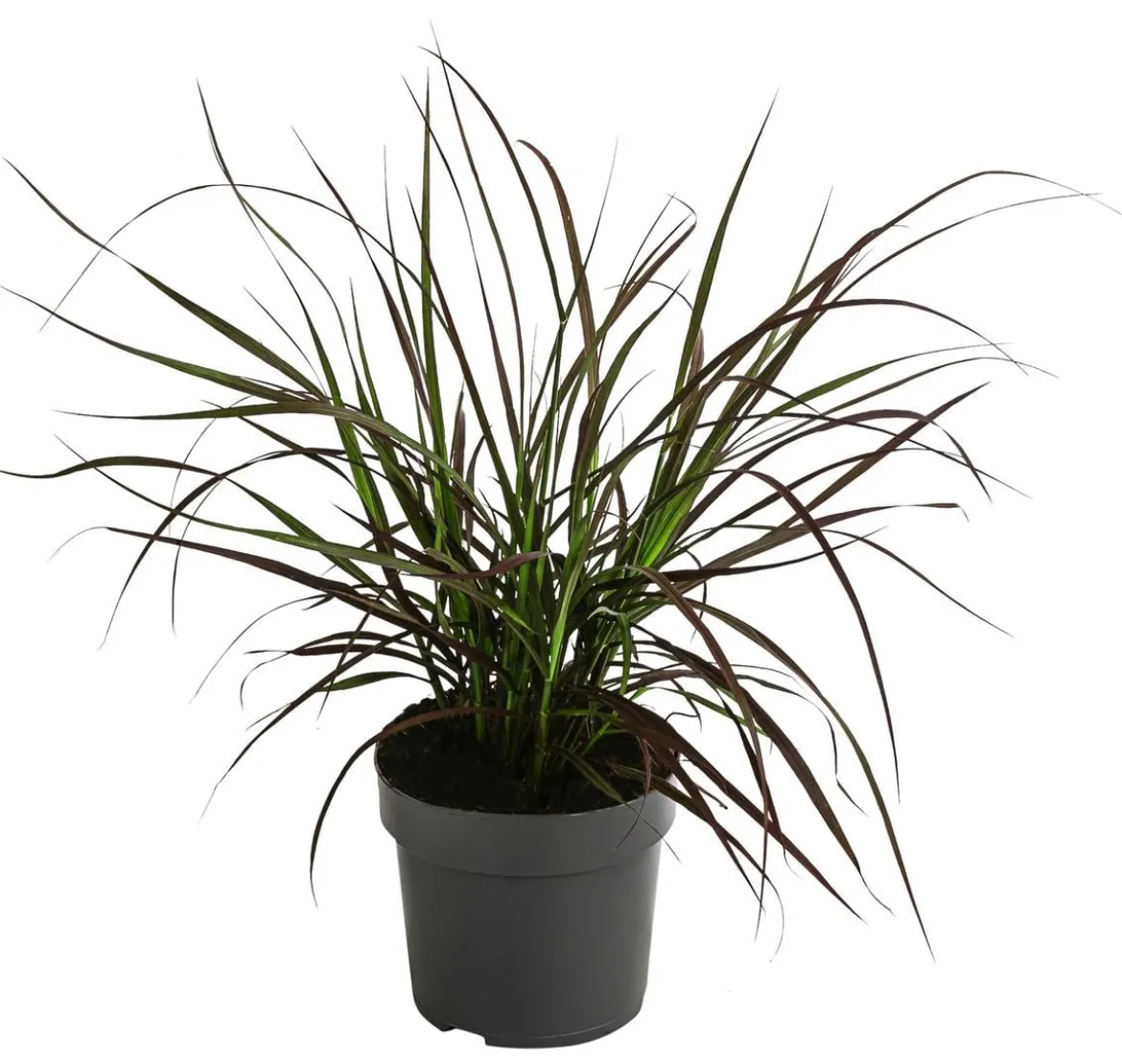 Rotes Lampenputzergras 'Summer Samba'