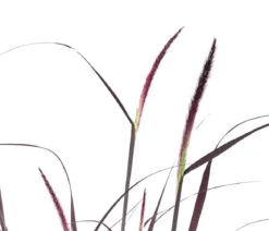Rotes Lampenputzergras 'Summer Samba'