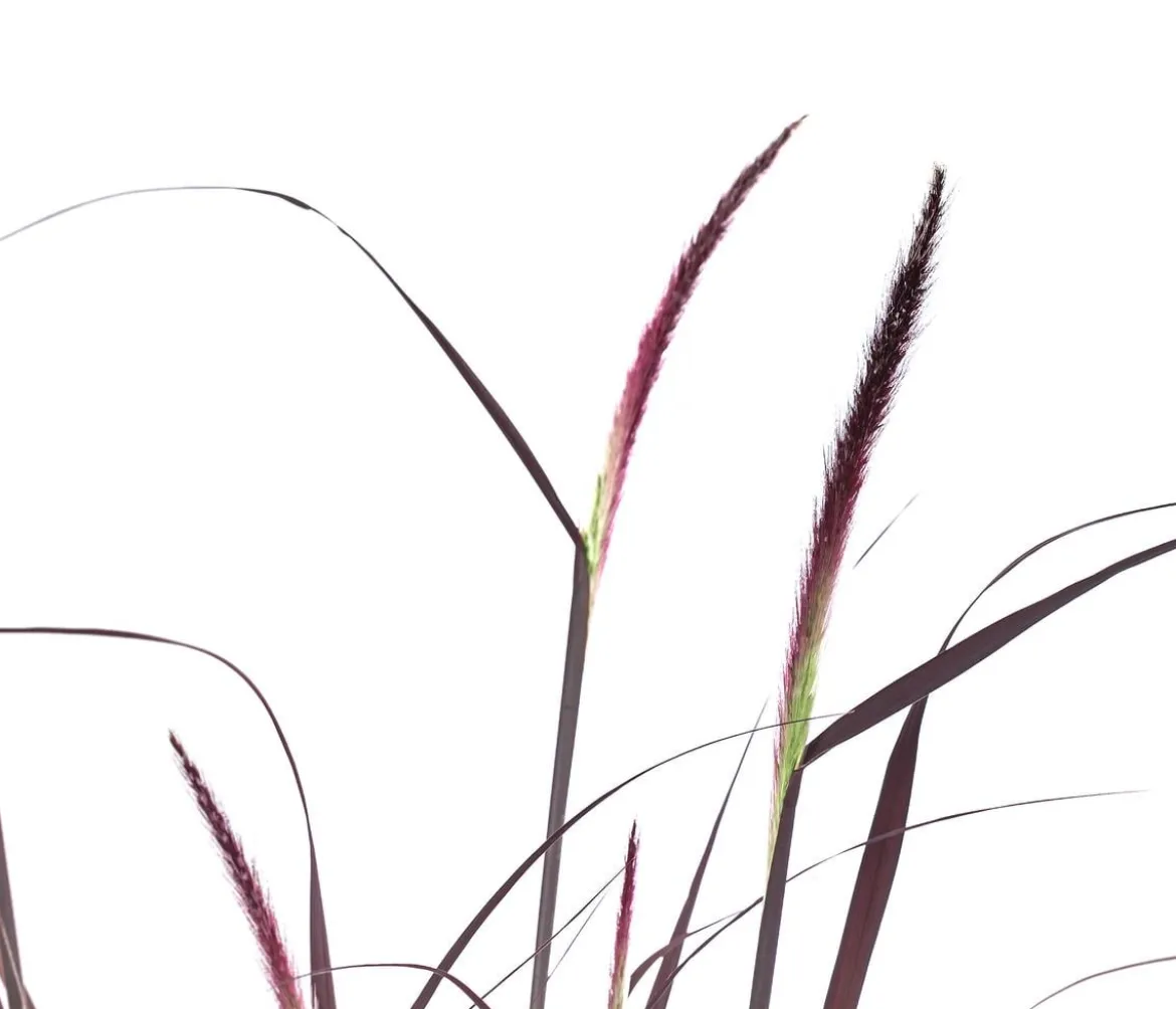 Rotes Lampenputzergras 'Summer Samba'