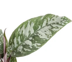 Rotes Schwert - Apoballis acuminatissima