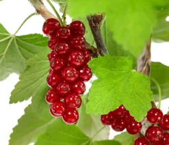 Rote Säulenjohannisbeere