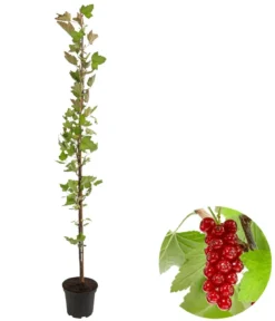 Rote Säulenjohannisbeere