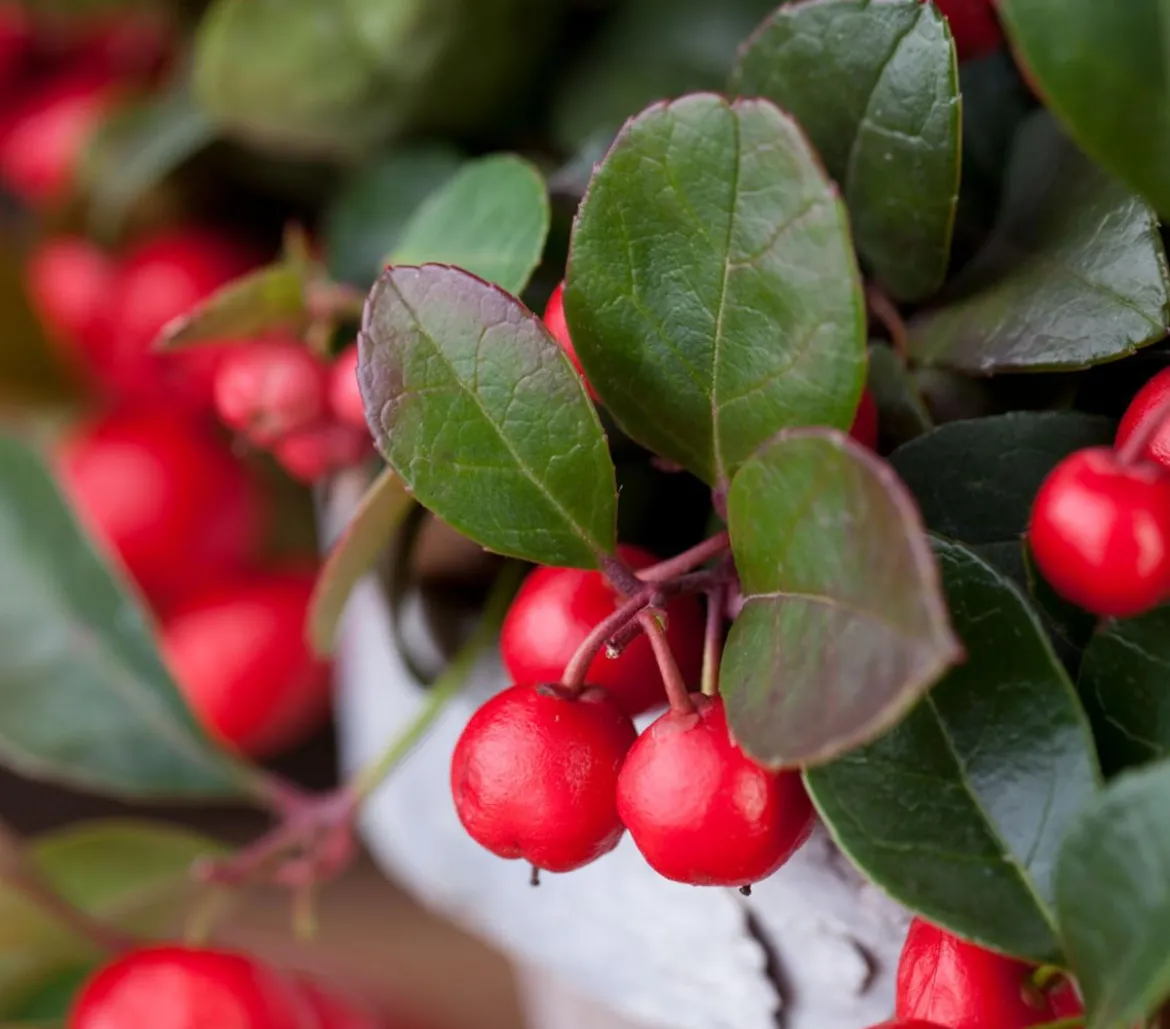Rote Teppichbeere