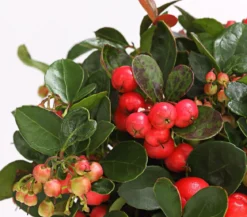 Rote Teppichbeere