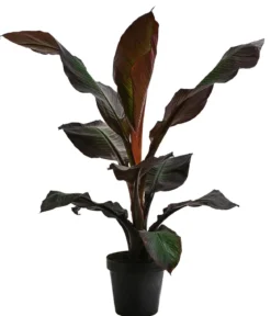 Rote Zierbanane 'Maurelii'