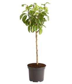 Rotfleischige Pflaume 'Giant'
