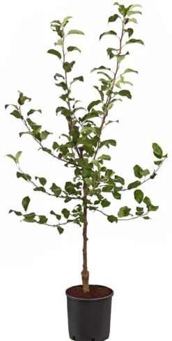 Rotfleischiger Apfel 'Baya Marisa'