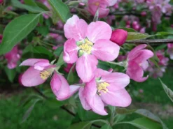 Rotfleischiger Apfel 'Baya Marisa'