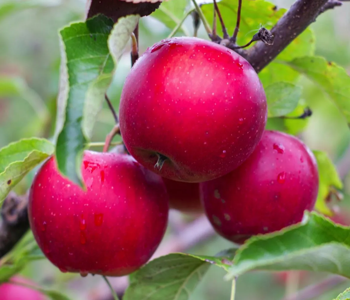 Rotfleischiger Apfel 'Baya Marisa'
