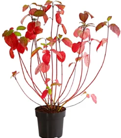 Rotholziger Hartriegel 'Sibirica'