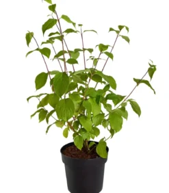 Rotholziger Hartriegel 'Sibirica'