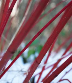 Rotholziger Hartriegel 'Sibirica'