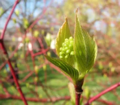Rotholziger Hartriegel 'Sibirica'
