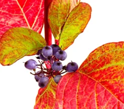 Rotholziger Hartriegel 'Sibirica'
