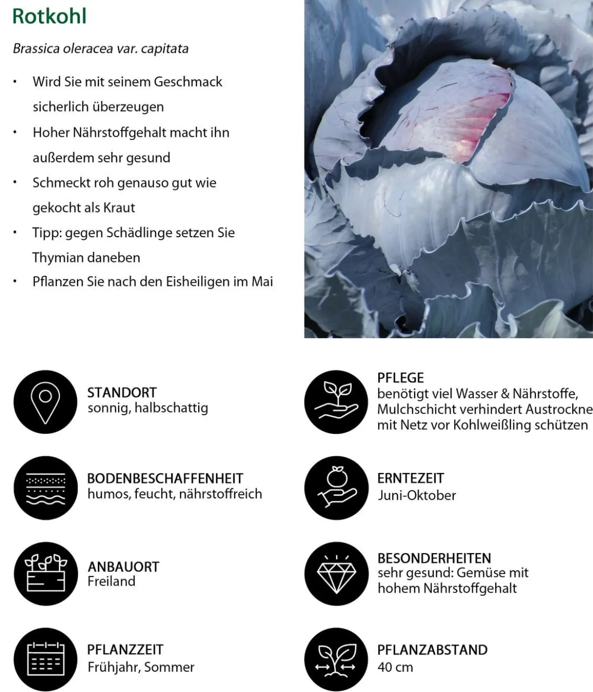 Rotkohl, 6er Schale