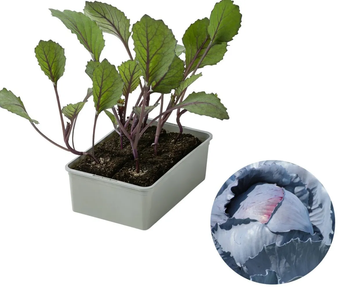 Rotkohl, 6er Schale