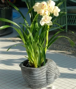 Roto Kunststoff-Pflanztopf Muschel, grau, ca. B40/H25,5/T30 cm