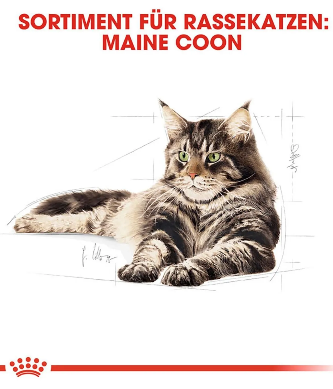 ROYAL CANIN® Nassfutter für Katzen Maine Coon Adult in Soße, 12 x 85 g