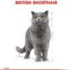 ROYAL CANIN® Nassfutter für Katzen British Shorthair in Soße, 12 x 85 g