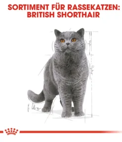 ROYAL CANIN® Nassfutter für Katzen British Shorthair in Soße, 12 x 85 g