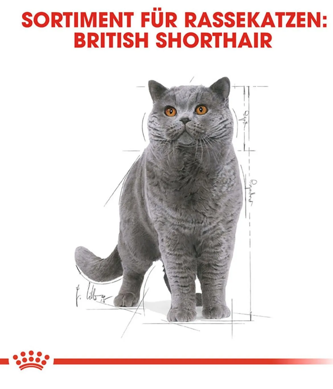 ROYAL CANIN® Nassfutter für Katzen British Shorthair in Soße, 12 x 85 g