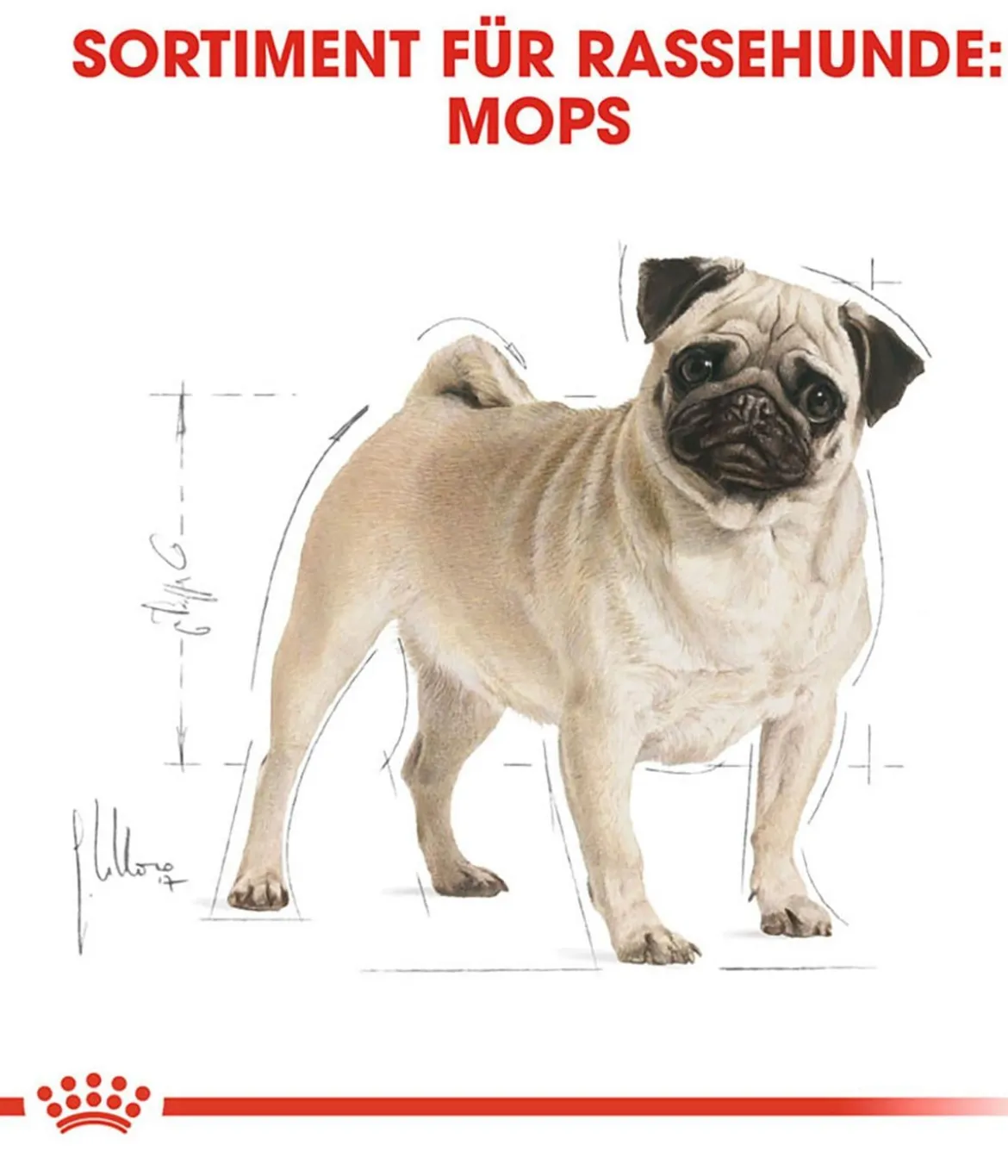 ROYAL CANIN® Trockenfutter für Hunde Pug Adult