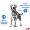 ROYAL CANIN® Trockenfutter für Hunde Light Weight Care Medium, 3 kg