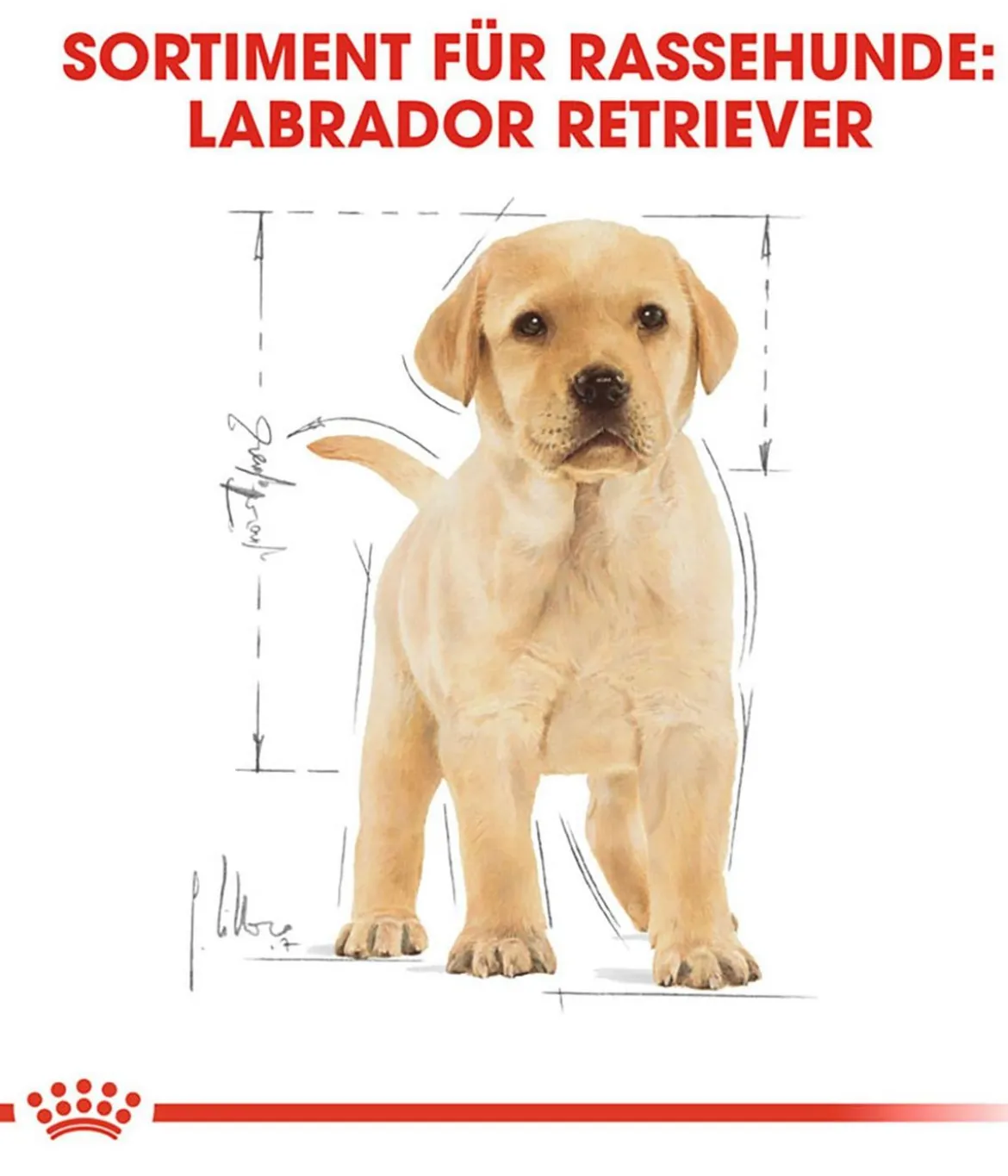 ROYAL CANIN® Trockenfutter für Hunde Labrador Retriever Puppy