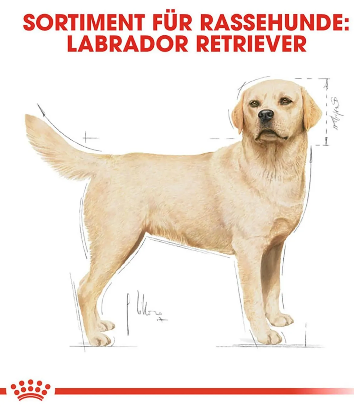 ROYAL CANIN® Trockenfutter für Hunde Labrador Retriever Adult