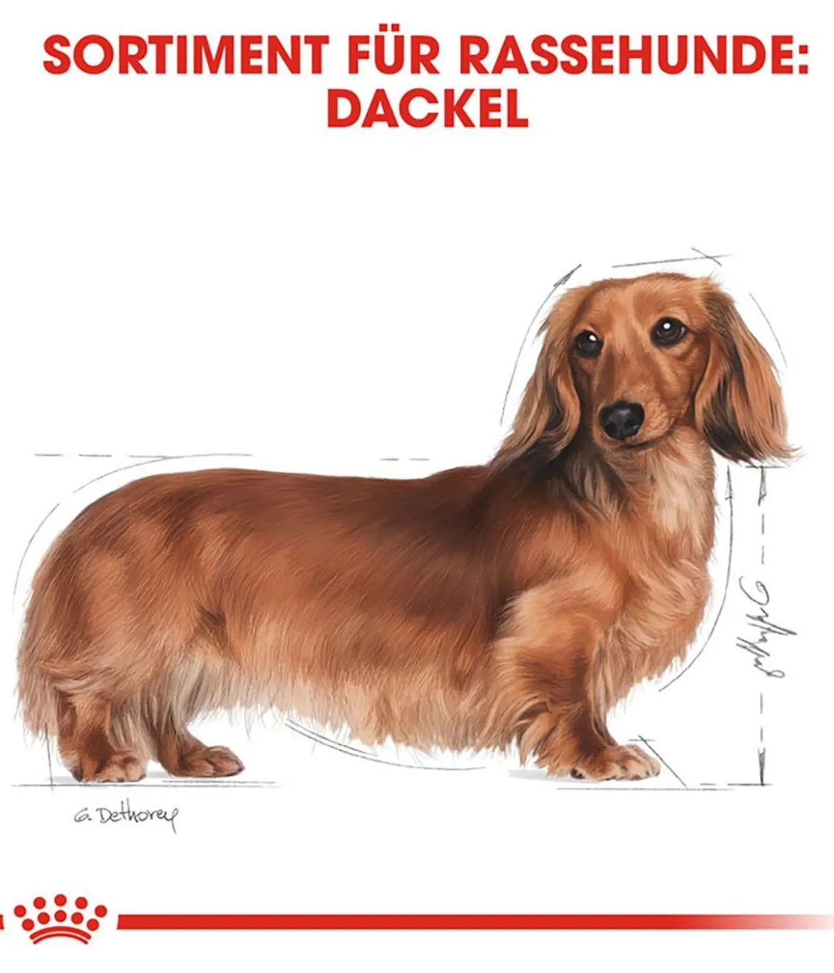 ROYAL CANIN® Trockenfutter für Hunde Dachshund Adult