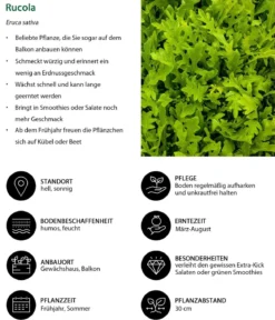 Rucola, 12er Schale
