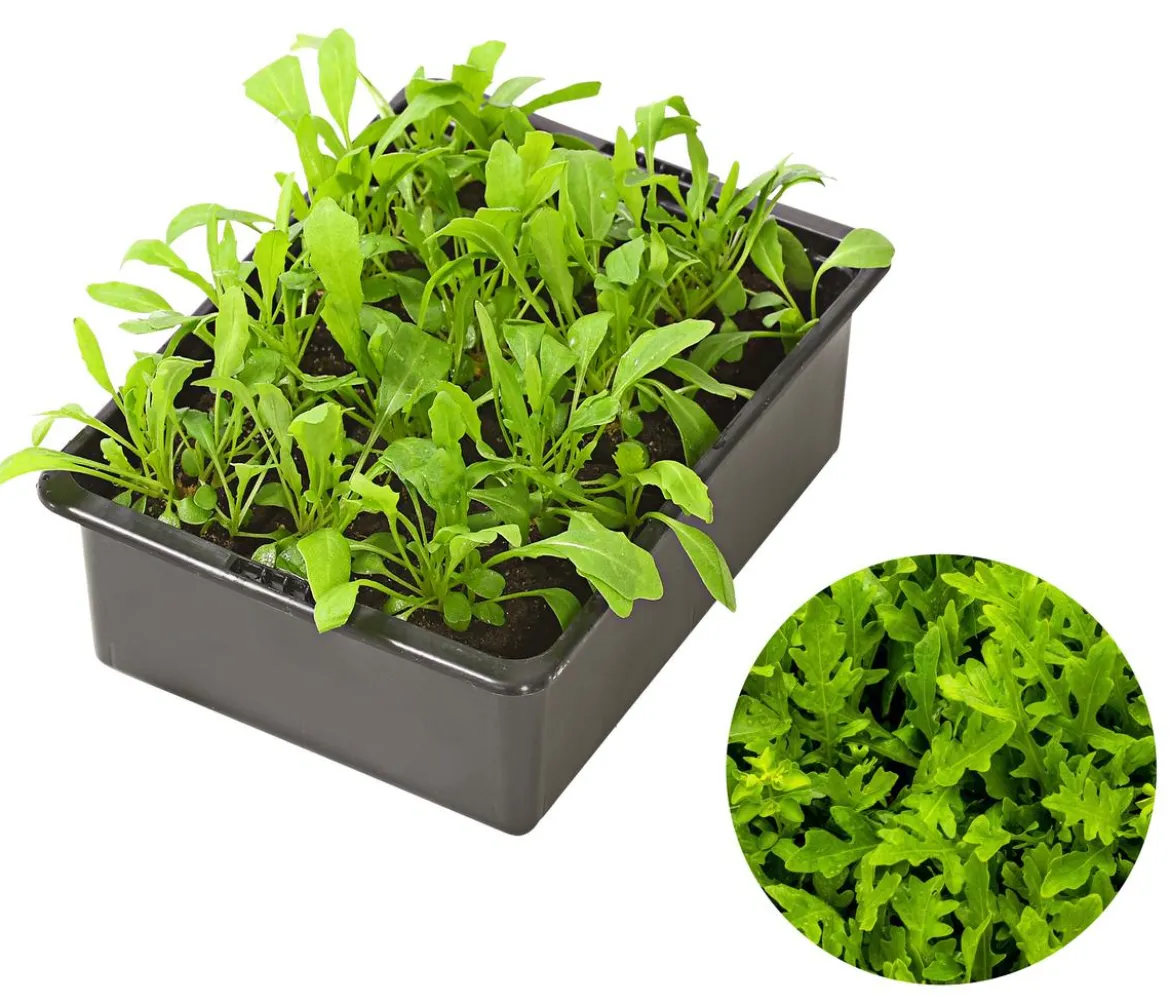 Rucola, 12er Schale