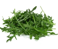 Rucola, 12er Schale