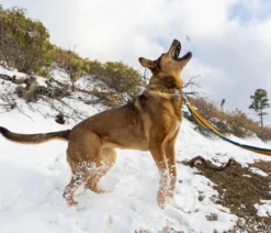 RUFFWEAR® Bungee Joggingleine Roamer™