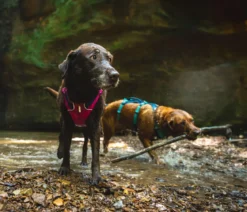 RUFFWEAR® Hundegeschirr Flagline Harness 2.0