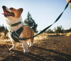 RUFFWEAR® Hundegeschirr Front Range® Flex