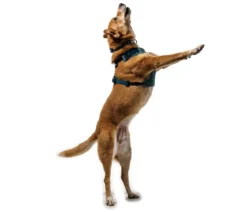 RUFFWEAR® Hundegeschirr Front Range® Flex