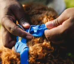 RUFFWEAR® Hundegeschirr Front Range®