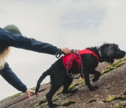 RUFFWEAR® Hundegeschirr Web Master™
