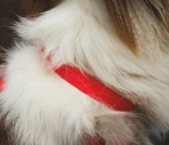 RUFFWEAR® Hundehalsband Front Range™ Flex